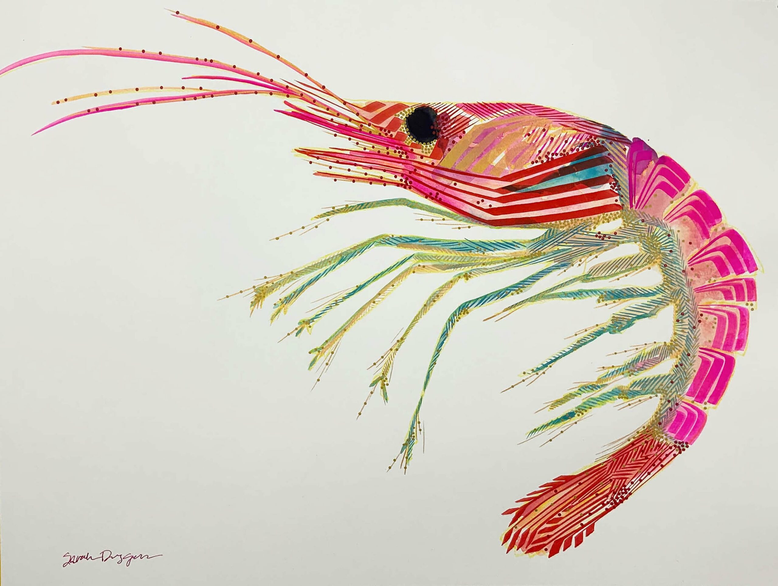 Stylized pink gouache shrimp on watercolor paper.